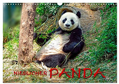 Niedlicher Panda (Wandkalender 2026 DIN A3 quer), CALVENDO Monatskalender: Eindrucksvolle Bilder eines wunderschönen Tieres. (CALVENDO Tiere)