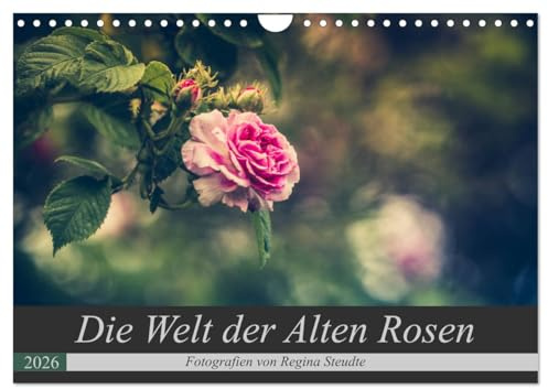 Die Welt der Alten Rosen (Wandkalender 2026 DIN A4 quer), CALVENDO Monatskalender: Malerische Fotografien von alten Rosensorten. (CALVENDO Natur)