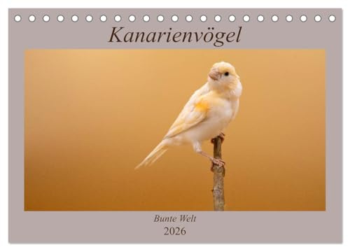 Kanarienvögel - Bunte Welt (Tischkalender 2026 DIN A5 quer), CALVENDO Monatskalender: Wunderschöne Bilder, welche die ganze bunte Vielfalt der Kanarienvögel zeigen (CALVENDO Tiere)