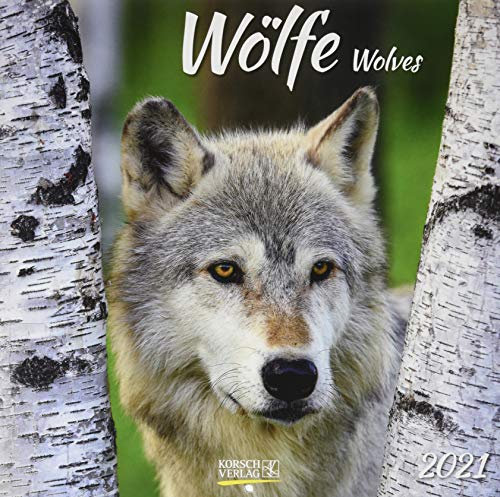 Wölfe 2021: Broschürenkalender mit Ferienterminen. Fasziniernde Bilder von Wölfen. 30 x 30 cm