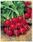PREMIER SEEDS DIRECT Radish - SAXA 2-10 Grams