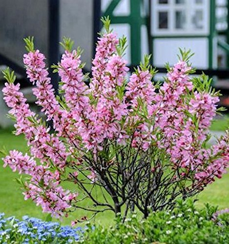 Zwerg Mandelbäumchen Fire Hill 40-60cm - Prunus tenella