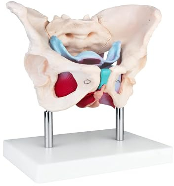 MedMod Anatomie Modell weiblicher Beckenboden, Lebensgroßes weibliches Becken mit Muskeln, 24 x 18 x 17 cm, für Schule, Studium und Anatomie-Training, Lehrmodell