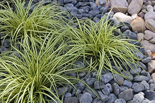 1 x Carex oshimensis 'Evergold' im 1 Liter Topf (Ziergras/Gräser/Winterhart/Mehrjährig/Immergrün/Bodendecker) Japan Gold Segge - Strahlende Goldstreifen für Ihren Garten - von Stauden Gänge