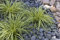 1 x Carex oshimensis 'Evergold' im 1 Liter Topf (Ziergras/Gräser/Winterhart/Mehrjährig/Immergrün/Bodendecker) Japan Gold Segge - Strahlende Goldstreifen für Ihren Garten - von Stauden Gänge