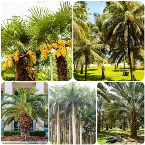 120 Pcs palmensamen set - gartendeko für draußen,Trachycarpus fortunei,palmen bäume garten winterhart zimmerpflanze bonzai bäume stauden winterhart mehrjährig geschenke