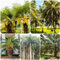 120 Pcs palmensamen set - gartendeko für draußen,Trachycarpus fortunei,palmen bäume garten winterhart zimmerpflanze bonzai bäume stauden winterhart mehrjährig geschenke
