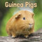 Guinea Pigs – Meerschweinchen 2025 – 16-Monatskalender: Original Avonside-Kalender [Mehrsprachig] [Kalender] (Wall-Kalender)