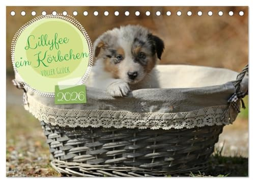 Lillyfee und ein Körbchen voller Glück (Tischkalender 2026 DIN A5 quer), CALVENDO Monatskalender: Mutterglück auf vier Pfoten (CALVENDO Tiere)
