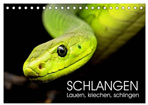 Schlangen. Lauern, kriechen, schlingen (Tischkalender 2026 DIN A5 quer), CALVENDO Monatskalender: Die wenig geliebten aber faszinierenden Kriechtiere (CALVENDO Tiere)