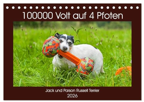 100000 Volt auf vier Pfoten - Jack und Parson Russell Terrier (Tischkalender 2026 DIN A5 quer), CALVENDO Monatskalender: Auf 13 wunderschönen Bildern ... Hunderasse durch das Jahr (CALVENDO Tiere)