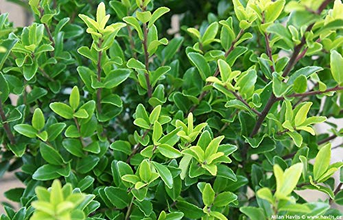Stauden Gänge 50 x Ilex maximowicziana var. 'Kanehirae' Japanischer Ilex
