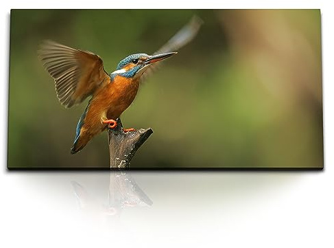 Paul Sinus Kunstdruck Bilder 120x60cm Eisvogel kleiner Vogel Tierfotografie Grün Natur
