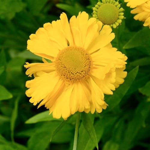 GardenersDream Helenium Gelb Pflanze im Topf – Faszinierende Leuchtend Gelbe Sonnenbraut-Blütenpflanze – Robuste Staude für Garten, Beete und Rabatten (inkl. 11 cm Topf)