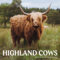 Highland Cows Kalender 2025 | 30,5 x 61 cm Tier-Wandkalender 12 Monate | Marble City Press | Highlanders Scottish Cattle Isle of Skye Scotland Cute Cow | Kalender 2024-2025