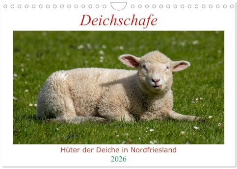 Deichschafe - Hüter der Deiche in Nordfriesland (Wandkalender 2026 DIN A4 quer), CALVENDO Monatskalender: Schafe das ganze Jahr erleben (CALVENDO Tiere)