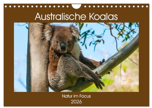 Australische Koalas (Wandkalender 2026 DIN A4 quer), CALVENDO Monatskalender: Koalas sind nachtaktive Beuteltiere, die nur im Osten Australiens beheimatet sind. (CALVENDO Tiere)