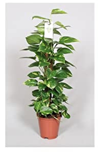 Pianta Epipremnum o Pothos-Palo in Muschio Vaso 19