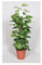 Pianta Epipremnum o Pothos-Palo in Muschio Vaso 19