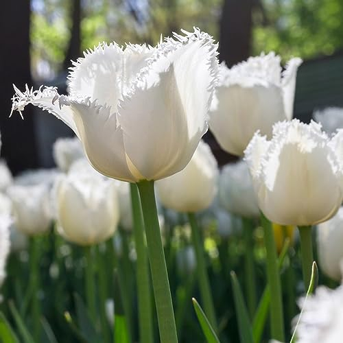 3 pcs tulpenzwiebeln bio - plants winterharte balkonpflanzen frühblüher zwiebeln tulpenzwiebel,tulpen zwiebeln winterhart mehrjährig, pflanztöpfe indoor plants flower