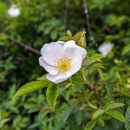 200 pz semi di piante di rosa canina, rosa canina, semi di piante in casa, piante resistenti (rosa canina) semi di prato d' perenni resistenti, semi di piante piante da giardino,