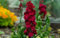 Giroflée quarantaine rouge - Matthiola incana 50 Graines