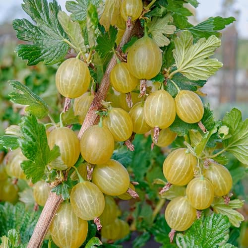 Bedwen Gooseberry 'Hinnonmaki Green' 9cm Plant – Hardy Mildew Resistant Bush with Sweet Green Fruit