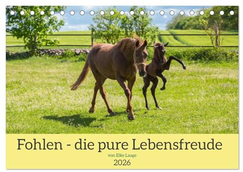 Fohlen - die pure Lebensfreude (Tischkalender 2026 DIN A5 quer), CALVENDO Monatskalender: Diese Pferdekinder sind voller Kraft und Energie (CALVENDO Tiere)