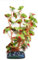 Betta Realistic Silk Artificial Aquarium Plants ~ 20cm Silk Red-Edged Hydrocotle