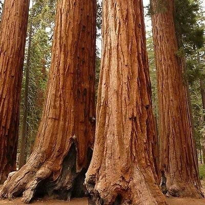 Semi Sequoia gigante albero (Sequoiadendron giganteum) 15 + Semi