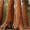 Semi Sequoia gigante albero (Sequoiadendron giganteum) 15 + Semi