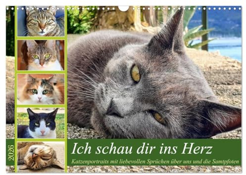 Ich schau dir ins Herz (Wandkalender 2026 DIN A3 quer), CALVENDO Monatskalender: Katzenportraits mit Zitaten über die Beziehung zwischen Tier und Mensch (CALVENDO Tiere)