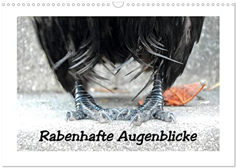 Rabenhafte Augenblicke (Wandkalender 2026 DIN A3 quer), CALVENDO Monatskalender: Rabenvögel auf Tuchfühlung, dem Glücksraben auf die Krallen geschaut (CALVENDO Tiere)