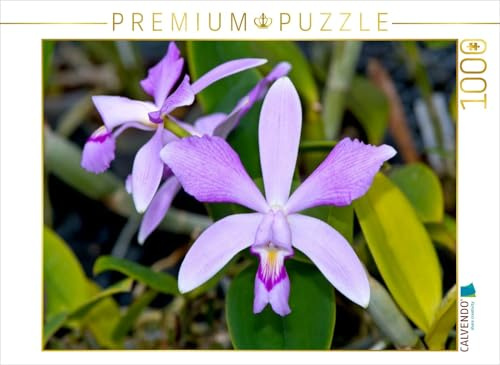 CALVENDO Puzzle Cattleya violacea rosea anelata | 1000 Teile Lege-Größe 64 x 48 cm Foto-Puzzle für glückliche Stunden