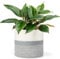 Cesta para plantas, macetas interior de fibra de algodónc,decoración del hogar de uerda de algodón,diámetro de 20 cm, para decoración de macetas de yute,cesta plegable de almacenamiento para el hogar