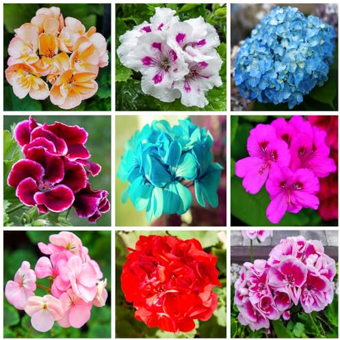 Geranien Samen Mix, 100+ Stück, Mehrjährige Blumen in 9 Farben, Nicht-GVO Erbstück Samen für Garten und Balkon