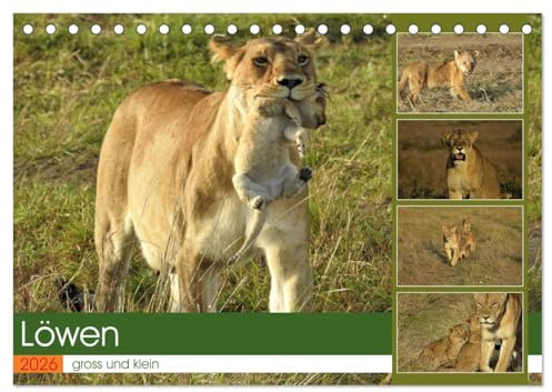 Löwen - gross und klein (Tischkalender 2026 DIN A5 quer), CALVENDO Monatskalender: Spielstunde in der freien Natur (CALVENDO Tiere)
