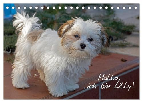 Hallo, ich bin Lilly (Tischkalender 2026 DIN A5 quer), CALVENDO Monatskalender: Der Bolonka-Zwetna-Welpe Lilly stellt sich vor. (CALVENDO Tiere)