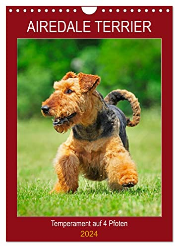 Airedale Terrier - Temperament auf 4 Pfoten (Wandkalender 2024 DIN A4 hoch), CALVENDO Monatskalender: Die größte der Terrierrassen in 12 bezaubernden Bildern (CALVENDO Tiere)