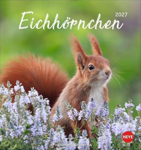Eichhörnchen Postkartenkalender 2027: Dekorativer Monats-Tischkalender zum Aufstellen oder Aufhängen. Fotokalender voll niedlicher Eichhörnchenbilder, als Postkarten zum Sammeln und Verschicken.