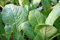 Hojas de mostaza semillas, Tendergreen, herencia, orgánico, no gmo, 100 semillas verdes,