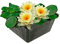 vdvelde.com - Gelbe Seerose - Nymphaea Marliacea Chromatella - - Große Seerose- Ausgewachsene Höhe: 10 cm- Platzierung: -10 bis -100 cm