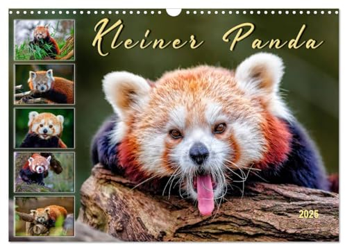 Kleiner Panda (Wandkalender 2025 DIN A3 quer), CALVENDO Monatskalender