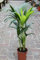 Planta de interior - Planta para la casa o la oficina - Howea forsteriana Palmera Kentia - Palma del paraíso - 95 cm de alto.
