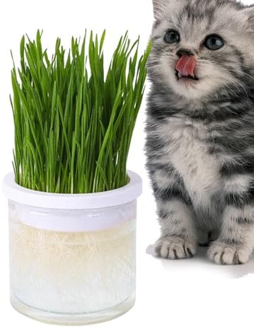 ZORQ Cat Grass Container - Clear Hydroponic Cat Grass Cup,Cat Planter, Pet Accessory, Perfect for Any Occasion for Indoor or Outdoor Cats, Prevent Hairballs