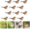 Jasmeko Künstlicher Rotkehlchen-Vogel zum Anklemmen – roter Kardinal, Weihnachtsbaum-Dekoration, Vogel-Bastelsets für Baum, Haus, Garten, Party-Dekorationen im Freien (A1-12Pcs-Robin)