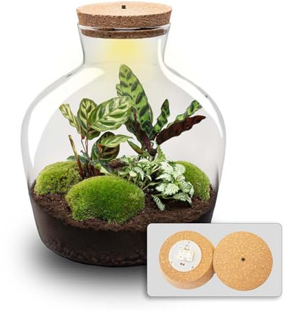urbanjngl.com - Flaschengarten - Fat Joe - Ökosystem mit Pflanzen im Glas - ↑ 30 cm Fat Joe led - Do-It-Yourself Paket - DIY-Set - Pflanze im Glas - Komplettset Terrarium - Pflanzenterrarium Fat Joe