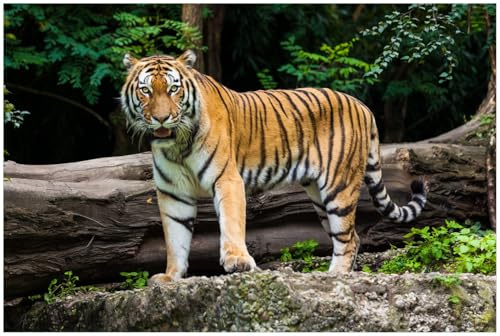Wallario Küchenrückwand selbstklebend 90 x 60 cm, Motiv: Blick des Tigers | Spritzschutz abwischbar & pflegeleicht