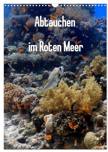 Abtauchen im Roten Meer (Wandkalender 2026 DIN A3 hoch), CALVENDO Monatskalender: Erleben Sie die maritimen Hauptdarsteller in ihrer ganzen Pracht. (CALVENDO Tiere)