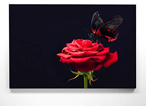 Rosenbild im Groß-Format 120x80cm, Rose mit Schmetterling - als großes XXL Leinwandbild. Wandbild als Hintergrund und Deko für Wohnzimmer & Schlafzimmer. Aufgespannt auf Holzrahmen
